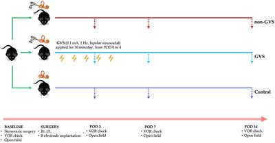 Effects of Galvanic Vestibular Stimulation on Vestibular Compensation in Unilaterally Labyrinthectomized Mice